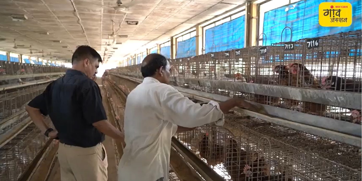 POULTRY FARMING : अब लाखों के नुकसान से बचेंगे पोल्ट्री मालिक
