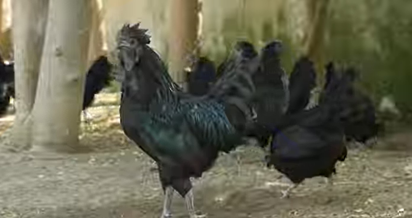 CARI Integrated poultry farming